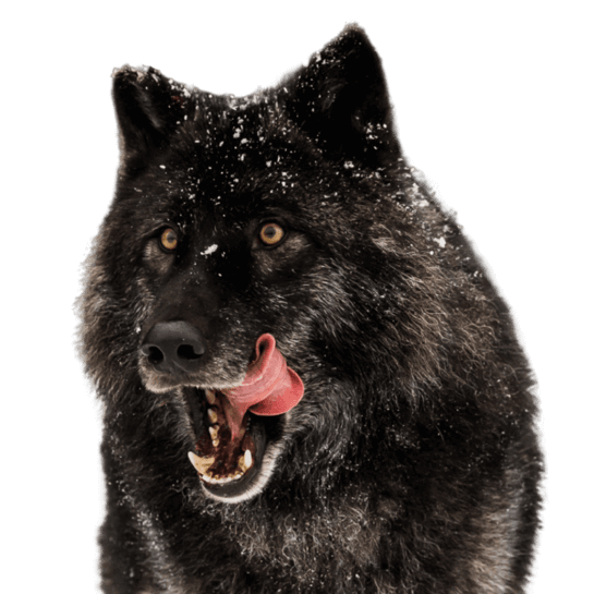 Sleeping With The Wolves A black wolf from Cedar Meadows, with a tongue sticking out of its mouth. Cedar Meadows, Timmins, Ontario